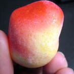 The Stange Apricot Candy. It is rounded and has a rough diamond shape